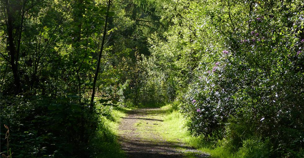 Hydropower installation and restoration of Penllergare Valley Woods Hydropower installation and restoration of Penllergare Valley Woods