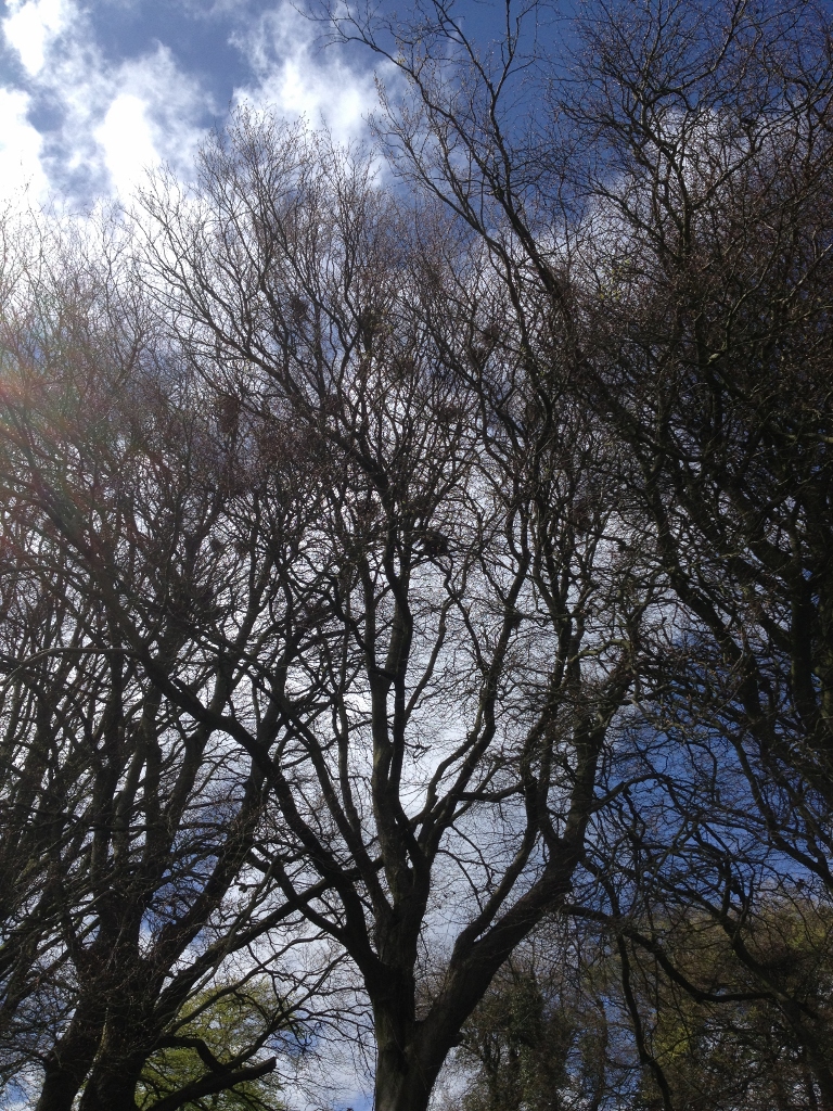National Tree Week 2014 - trees at Eco Evolution, Wexford