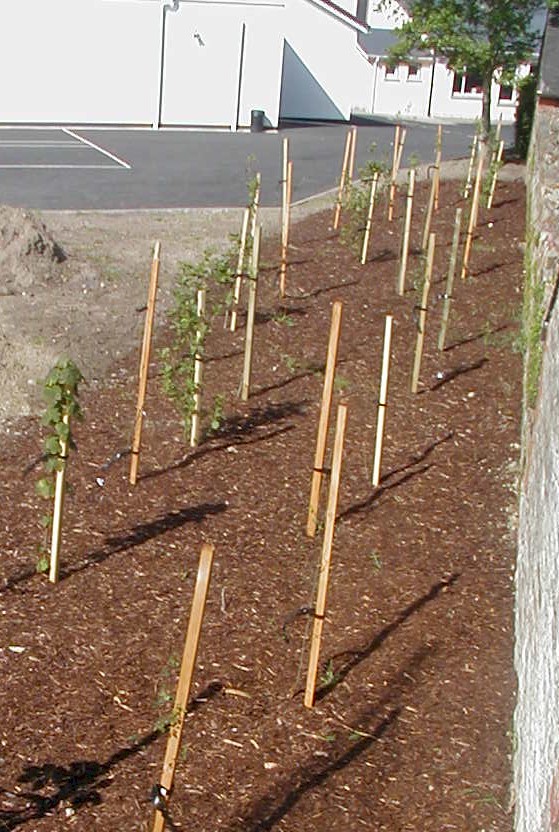 Woodland area of native trees at Scoil Naomh Maodhóg, Ferns