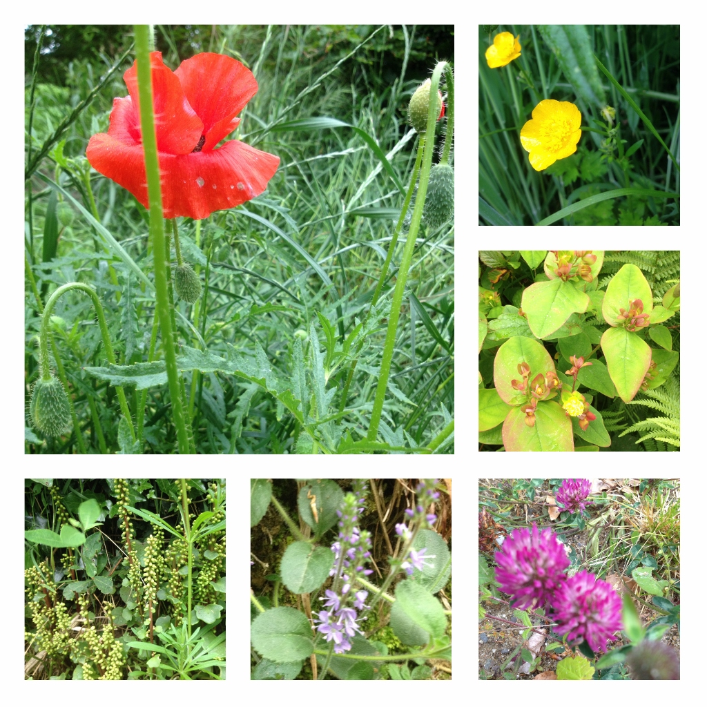 Life lives on the Edge - Conservation of biodiversity