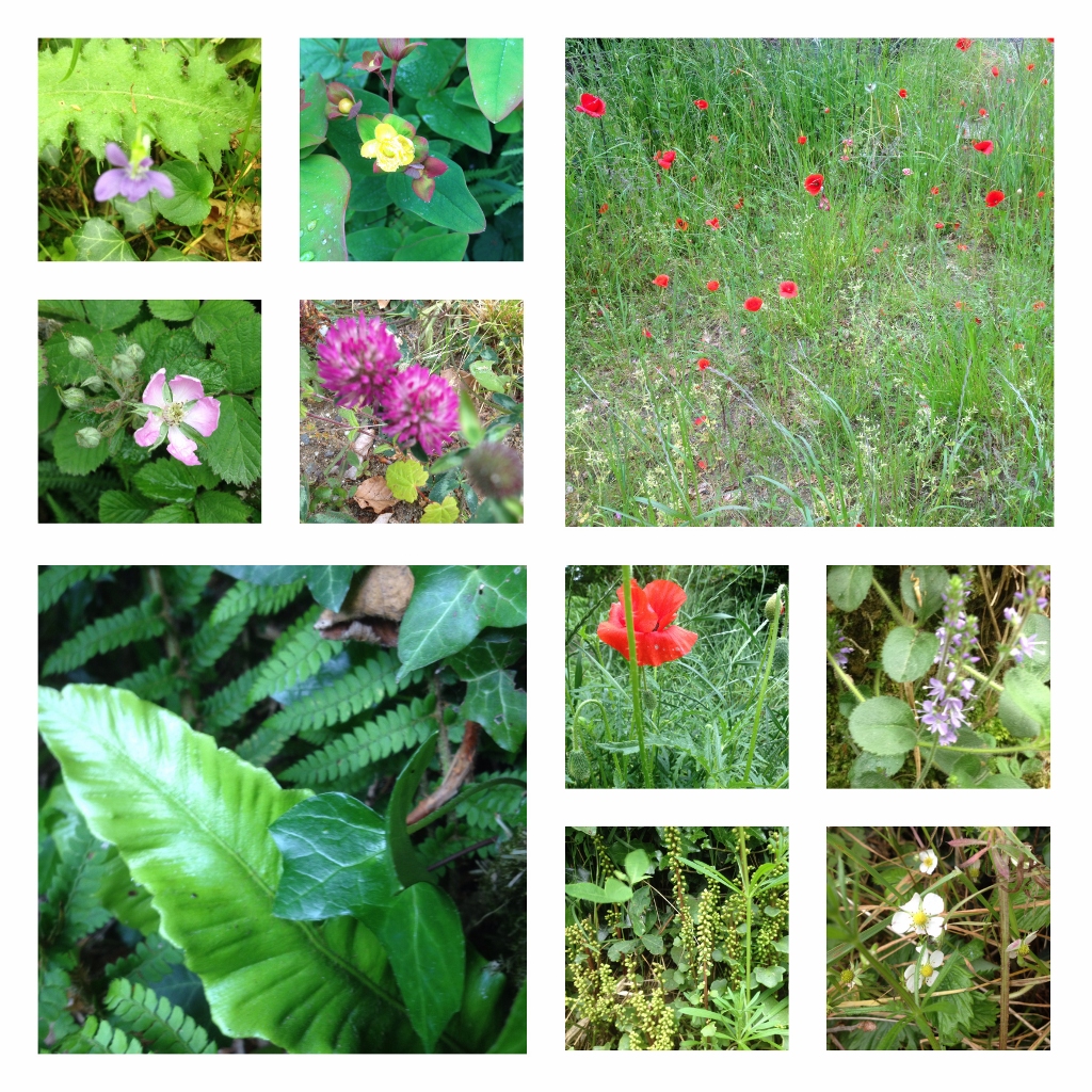 Life lives on the Edge - Conservation of biodiversity