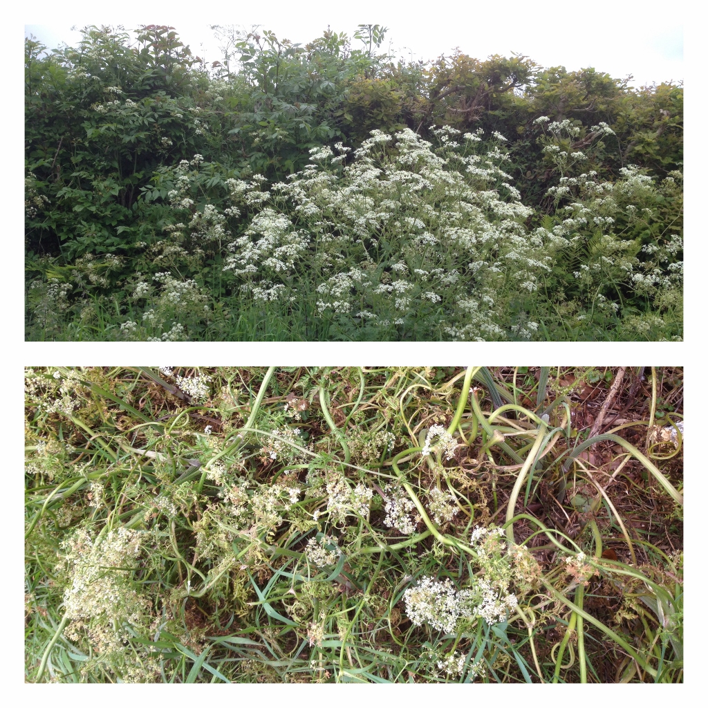 Life lives on the Edge - Conservation of biodiversity