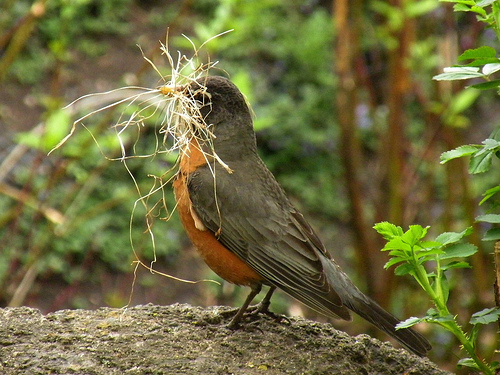 Nesting season has started