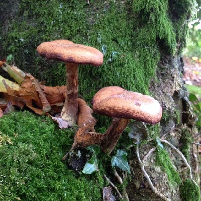 Enjoy walking and exploring in the beautiful woodlands