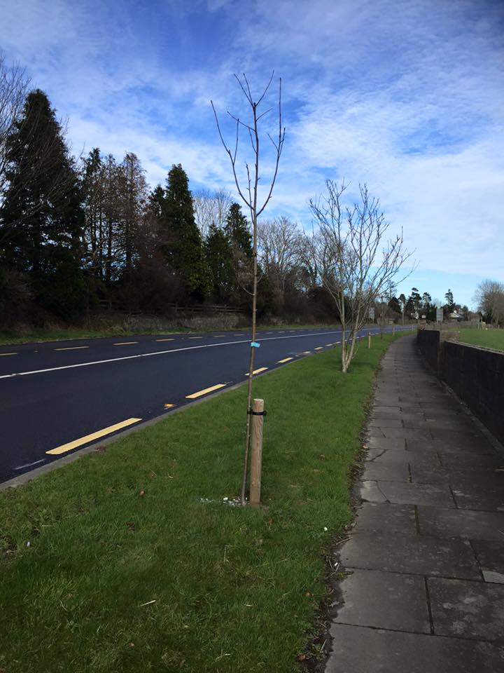Rowan trees planted along the approach road by Ferns Tidy Towns 