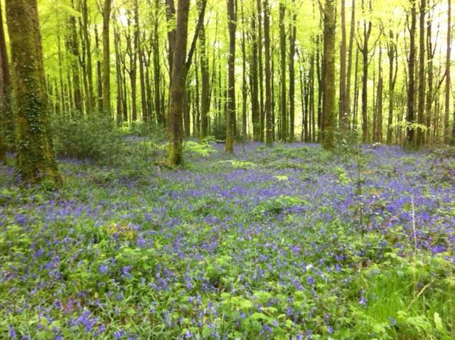 Kilbora Woods, Ferns, Co. Wexford. 